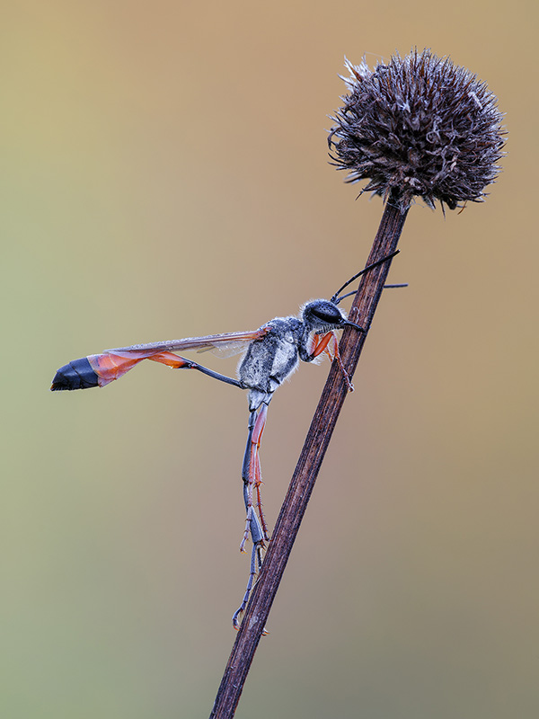 Sphecidae: Ammophila quale? A. heydeni heydeni, maschio.